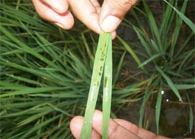 The leaf folder bug has affected the paddy crop in many villages of Bathinda district