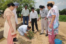 Senior deputy mayor Tarsem Goyal plants a sapling at a nursing institute in Burj Mehma
