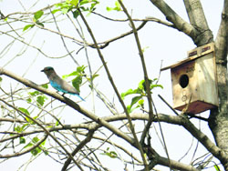 An Indian Roller bird sits on a branch outside an artificial nest in Ludhiana