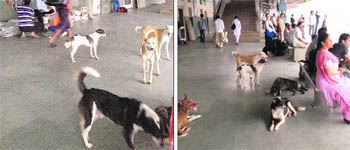 Stray dogs at platform number 1 of the Chandigarh railway station on Monday.