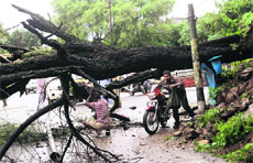  A tree uprooted by heavy rain in the Ambphalla area in Jammu on Monday.