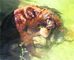 A dead dog seen in water. Photo by writer