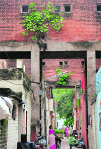 Peepal trees branch out at EWS houses at Sector 37 in Chandigarh.