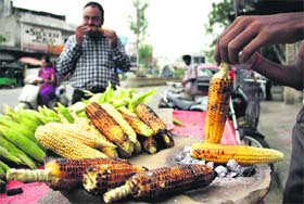 Street delight With the change in weather a roadside vendor sells roasted maize in Jalandhar