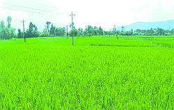 Due to dry spell, paddy crop has become vulnerable to diseases like paddy blast and sheath blight