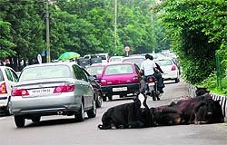 Stray cattle on a road near Bahu Plaza in Jammu