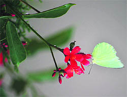 A butterfly sucks nectar from a flower at a garden near the BSNL office at Bahu Plaza in Jammu