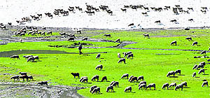 A shepherd grazes sheep near the Sonamarg valley in Kashmir