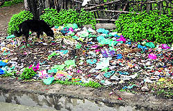 A dog feeds on littered garbage in the absence of a dump
