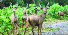 A herd of sambhars in Siswan area.