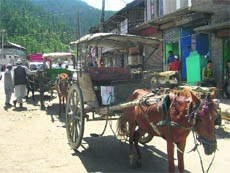 Horse-carts are fast vanishing from the roads of Kupwara and Handwara towns in Kashmir. 