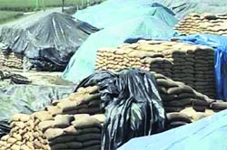 Uncovered wheat bags stored at a Punsup godown near Jagraon. a Tribune photograph
