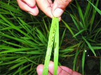 A rice plant affected by the leaf folder bug.