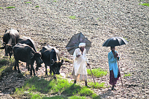 Nomads take their cattle for grazing on the outskirts of Jammu.