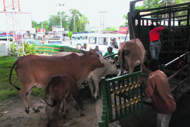 JMC employees lift stray animals from Dogra Chowk in Jammu on Monday.