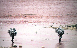 Labourers carry empty cement bags while crossing the Tawi in Jammu. 