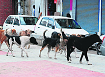 A group of stray dogs roams on a street in Srinagar on Monday.