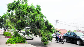 A tree on the roadside poses threat to commuters as it bends on the road near the Bhandari Bridge in Amritsar.