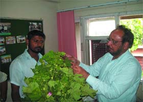 A farmer with the plant brought for diagnosis to the agriculture office in Bathinda