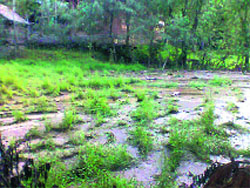 Hailstorm caused heavy damage to paddy crop in several villages of Lolab valley in Kupwara district.