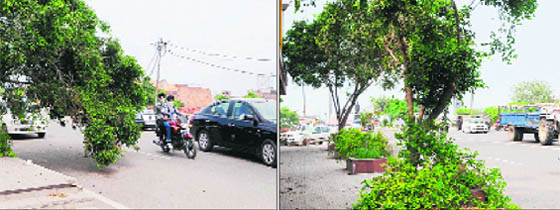 The tree which had bent and was blocking traffic near the Bhandari bridge was set right by the authorities on Wednesday. 