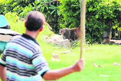 A gardener tries to shoo away a monkey in Bagh-e-Bahu garden in Jammu on Friday.