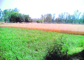 The agricultural land near Roorkee for which farmers are demanding adequate compensation.