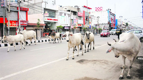 With cows having a free run on roads, driving is risky in Rohtak.
