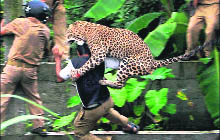 A leopard attacks a forest guard at Prakash Nagar village near Salugara, Siliguri, West Bengal, in this file photo.