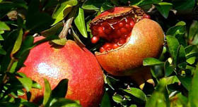 A pomegranate fruit affected by the bacterial blight.