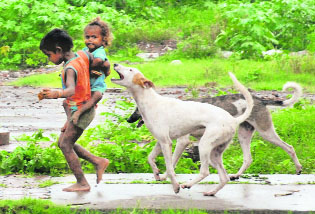Stray dogs chase children in Sector 14, Panchkula.