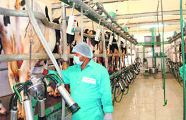 A view of the cattle shed of a state-of-the-art dairy set up at  Sehrawa village in Hisar.