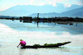 A Kashmiri woman removes weed from the Dal Lake in Srinagar.
