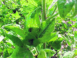A cotton plant hit by leaf curl virus.