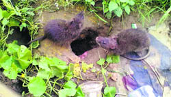 Rats at the Government Rajindra Hospital. 
