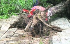 Complete concretization leads to weak roots and anchorage. 