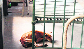 A dog inside a room in the TB Hospital.