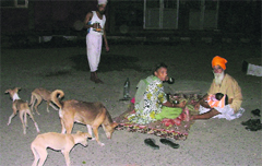 Stray dogs roam freely at the Civil Hospital on Friday night. Photo: Inderjeet Verma