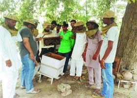 Farmers and rural youths get training in bee-keeping at Ferozepur