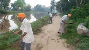 Residents removing the congress grass along the Sirhind canal near National Colony on Sunday morning.
