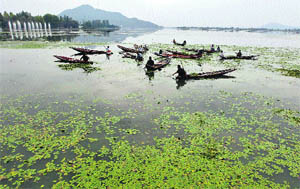 Kashmiri men in boats manually collect weeds from the polluted waters of the Dal Lake, covered by aquatic plants in Srinagar. 
