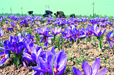 Farmers work in a saffron field in south Kashmir. The government plans to increase the land under cultivation of the crop to boost the yield.