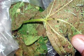 A cotton plant leave infected with tobacco caterpillar. The pest has attacked the crop in the district.