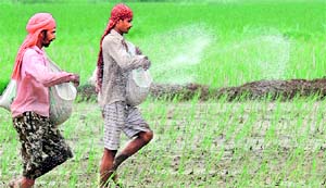 Farm workers spray fertilizer in a paddy field at a village near Amritsar. Our food is as healthy as the soil on which it grows.