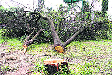 A tree which was cut and its trunk stolen from the Gandhi Park in Dehradun on Tuesday. 