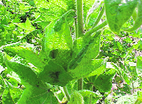 A cotton plant hit by leaf curl virus.