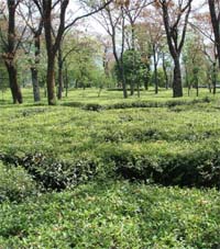 The Kangra valley has been known for its tea gardens, but today the area under tea has squeezed.