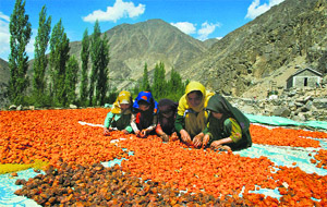 Girls separate rotten apricots from a freshly harvested crop at Hardas village in Kargil district.