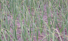 Garlic grows in pleasant weather and shorter days would help in formation of its bulbs. 