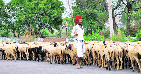 A shepherd with his herd of sheep near Manesar in Gurgaon.